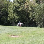 Pony Rides
